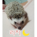 신디의 그루웁~