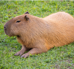 Capybara island.