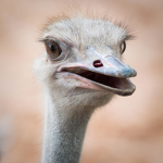 Ostrich best group