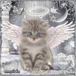 ~ Angel Kittens~