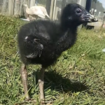 Pūkeko Lives Matter