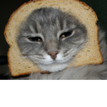 bread catss