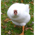 Duck Club For Ducks
