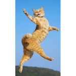 cats are very super duper cool