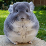 ẍs
