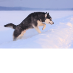 angie the husky fan group!