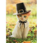 swaggyccat