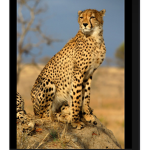 Cheetah unit