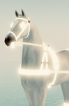 Starlight - Riding - Academy