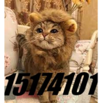 gattini gang