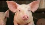 Da pigs squad