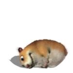 Chomik on the Floor