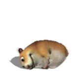 Chomik on the Floor