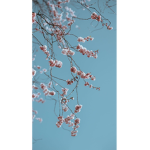 Caught in 4k ay