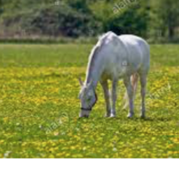-ºDandelion Field Stablesº-