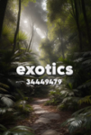 ExoticsCrew