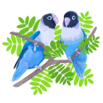 Blue Lovebirds