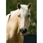 Halo The Horses Fan Page