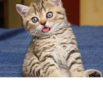Kitten life forever squad