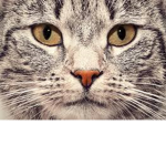 kitten squad fan group