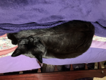 Catz for lifee!