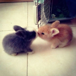 ||~bunny gang~||