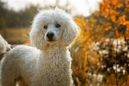 .::.Poodle power official Game.::.