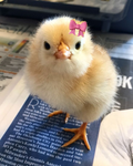 Angry chicken institution
