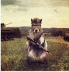 Squirrel’s army