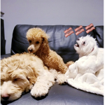 Doggie-hangout