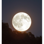 <~•MOONLIGHT•~>