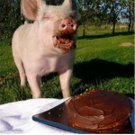pigs and toffee games