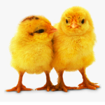 chick a doodle doos