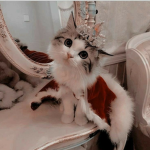 I gattini di lisa