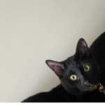 º KITTY º
