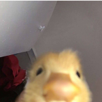 KXLO