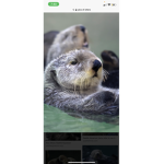 Otter squads