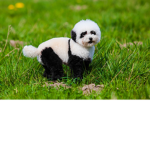 Pandypups