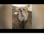 Gamer FOX J I B A R