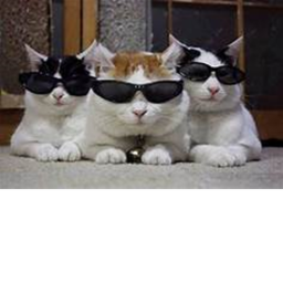 meow meow meow power's Place Number: #