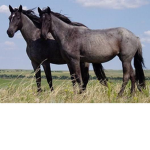 Preppy horses