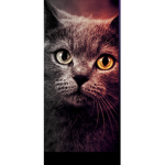 Hi I am jazzy