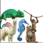 da animals squad!!