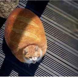 Loaf meeting