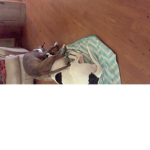 UniPuppy