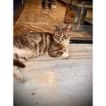 CatsxA