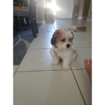 Teddy bear cats and dogs