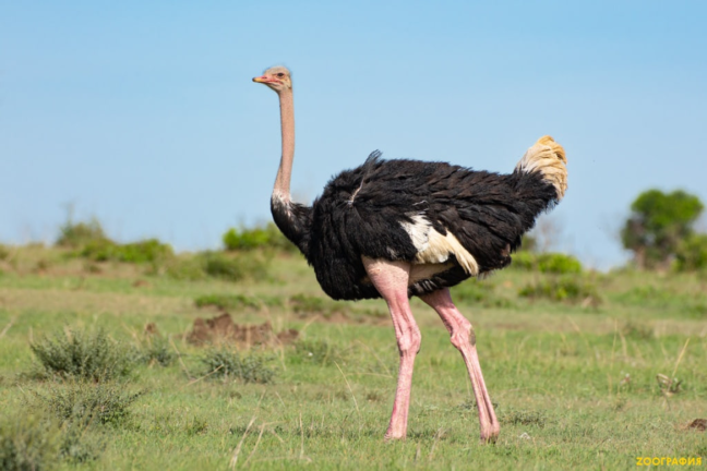 African Savanna screenshot 4