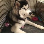 I love huskys are funny