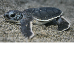 Dante's Turtle MANIA